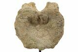 Fossil Hadrosaur Vertebra w/ Metal Stand - South Dakota #339903-3